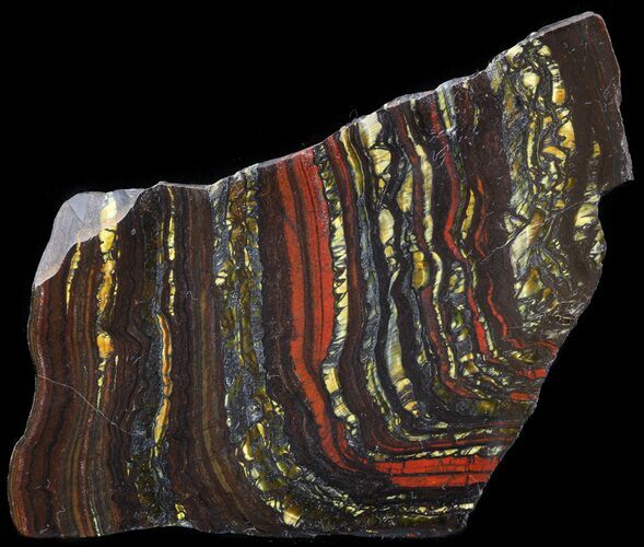Polished Tiger Iron Stromatolite - ( Billion Years) #42563